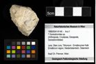 Foto (Objekt + Etiketten) von ? Goniodromites sp. 